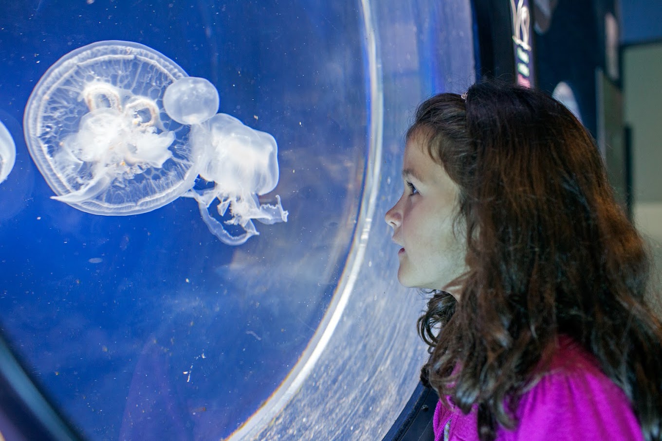 Image showing a child looking at fish